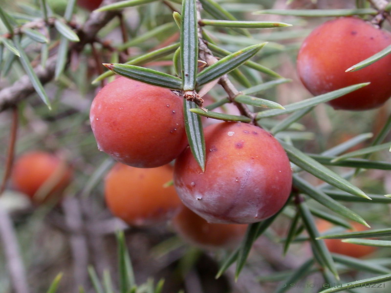 Juniperus oxycedrus L. -  Ginepro ossicedro